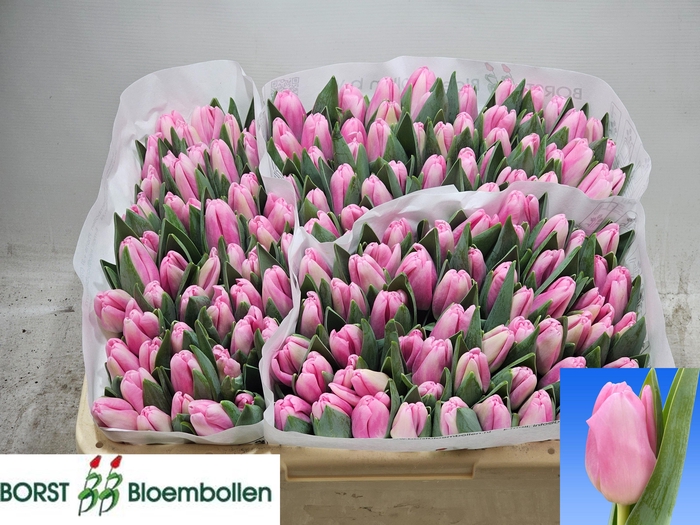 <h4>TU EN DUTCH DELIGHT</h4>