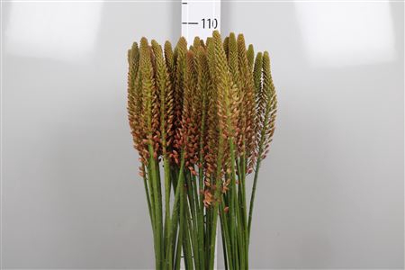 <h4>Eremurus Cleopatra</h4>