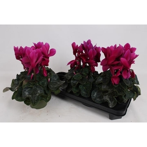 CYCL GR SUP LEOPARDO