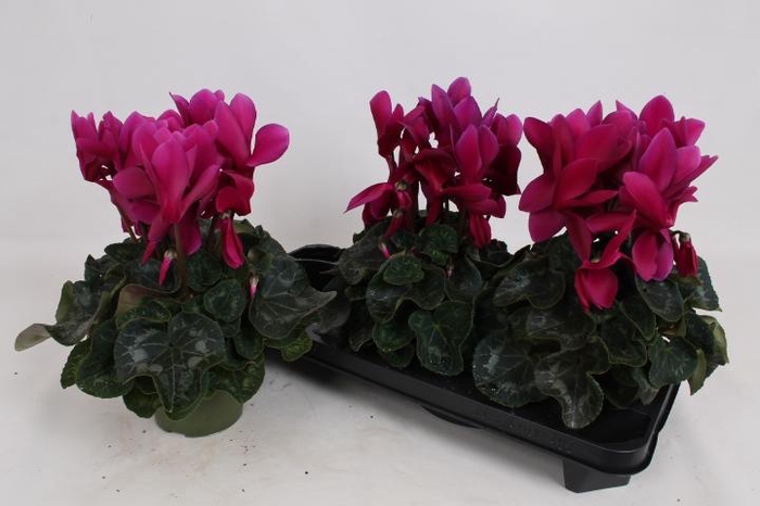 <h4>CYCL GR SUP LEOPARDO</h4>