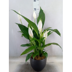 Spathiphyllum  'Bingo Cupido'