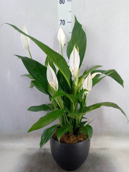 <h4>Spathiphyllum  'Bingo Cupido'</h4>