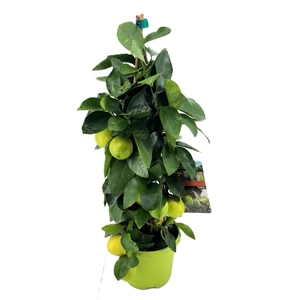 Citrus lime piramide