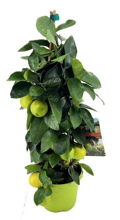 <h4>Citrus lime piramide</h4>