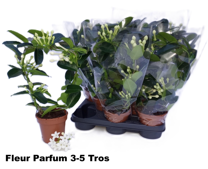 <h4>STEPH FL OV</h4>