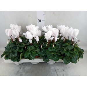 Cyclamen MD 'Allure'