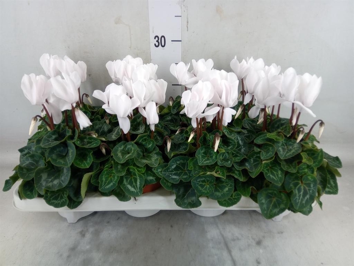 <h4>Cyclamen MD 'Allure'</h4>