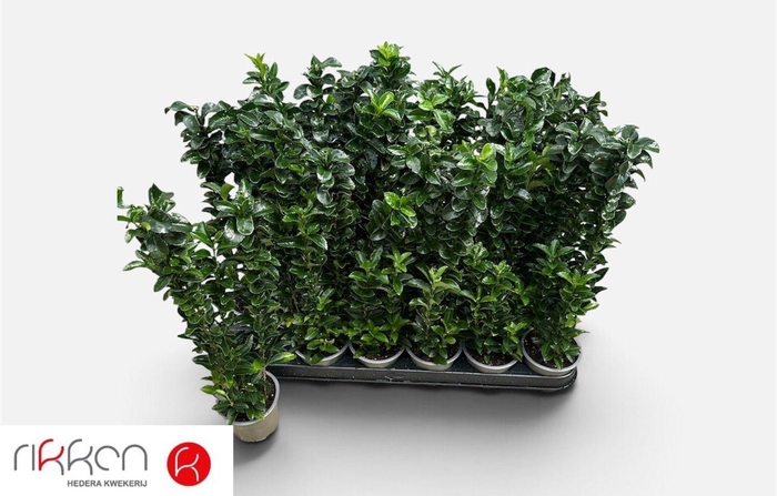 <h4>EUONYMUS JA GR SPIRE</h4>