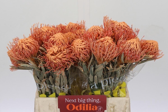 <h4>LEUCO NAOMI KLB H%</h4>