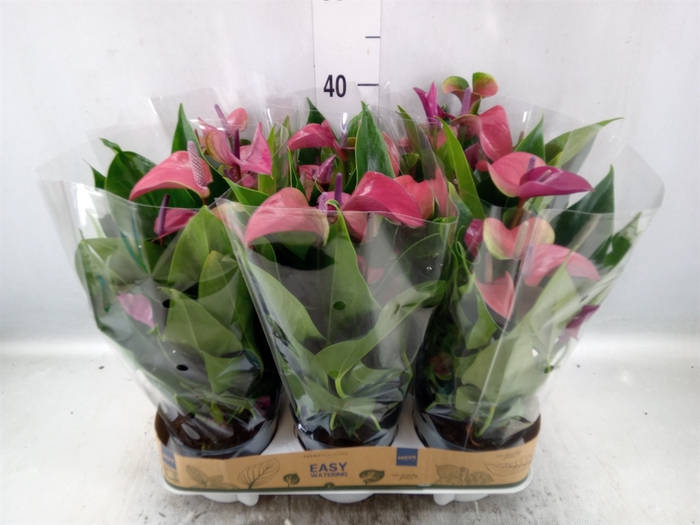 <h4>Anthurium andr. 'Pure Purple'</h4>