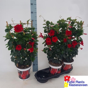 Mandevilla Sundaville Velvet Red 19Ø 70cm