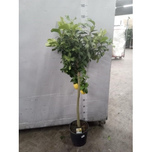 Citrus   ...