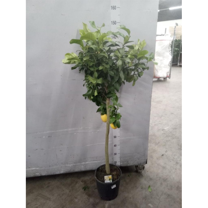 <h4>Citrus   ...</h4>