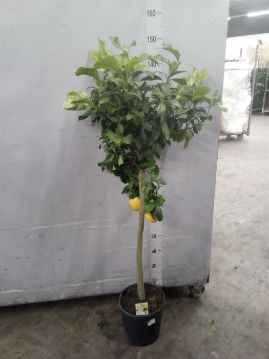 Citrus   ...