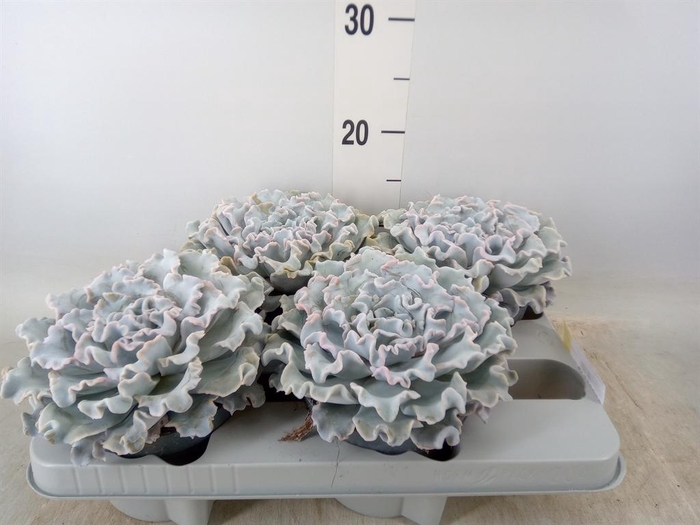 <h4>Echeveria   ...</h4>
