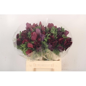 Anem Mistral Noir Super