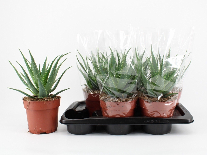 <h4>Aloe Arborescens</h4>