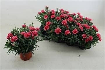 <h4>DIAN CARYOPHYLLUS</h4>