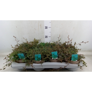 Selaginella uncinata 'Peacock'