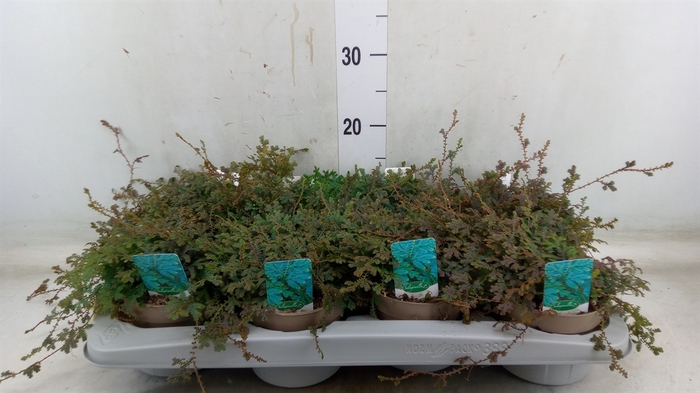 <h4>Selaginella uncinata 'Peacock'</h4>