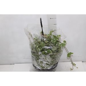 NEPETA VARIEGATA C21