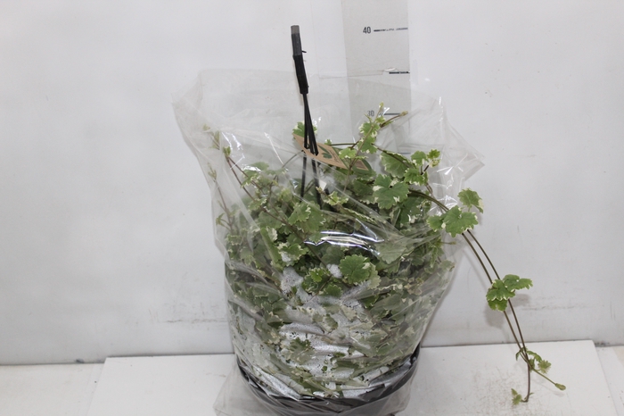 <h4>NEPETA VARIEGATA C21</h4>
