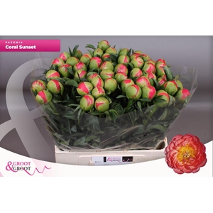 Paeonia Coral Sunset | Heavy Quality