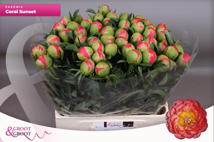 <h4>Paeonia Coral Sunset | Heavy Quality</h4>