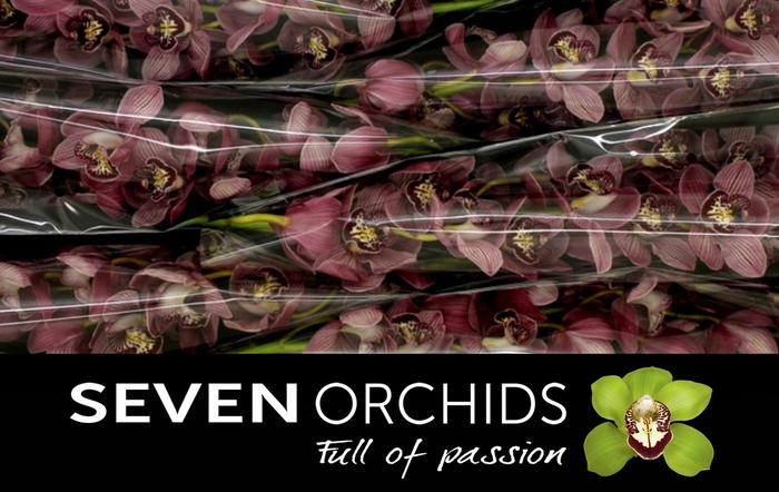 <h4>CYMB T RED ZEBRA</h4>