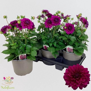 DAHL D LAB GR PURPLE