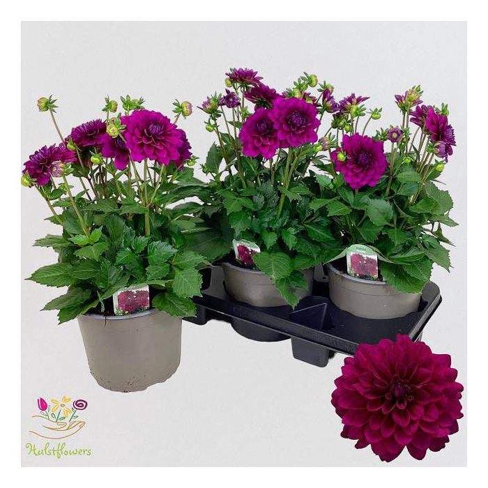 <h4>DAHL D LAB GR PURPLE</h4>