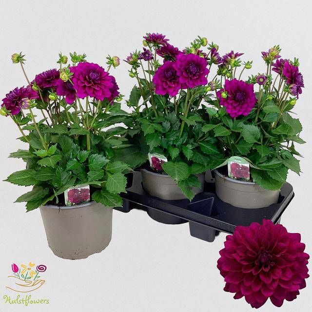 <h4>DAHL D LAB GR PURPLE</h4>