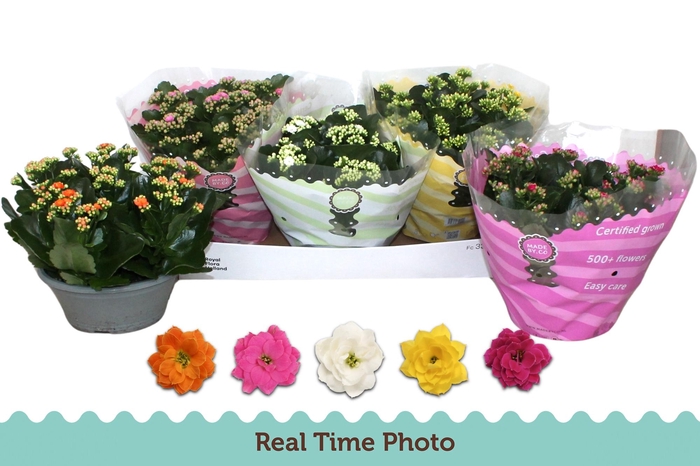 <h4>KAL GE GEM 5 KL</h4>