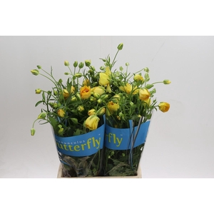 Ranunculus Butterfly Dione
