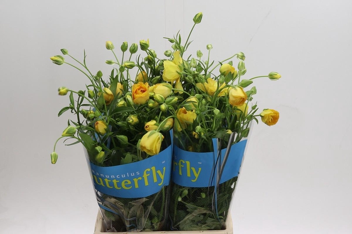 <h4>Ranunculus Butterfly Dione</h4>