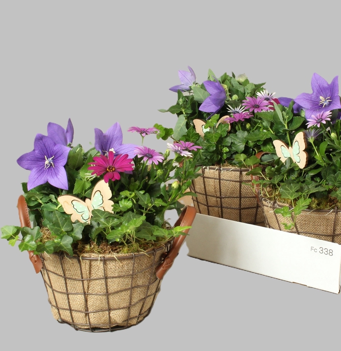 <h4>ARR TUINPLANTEN</h4>