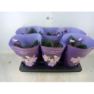 Primulina dryas 'Purpelina'