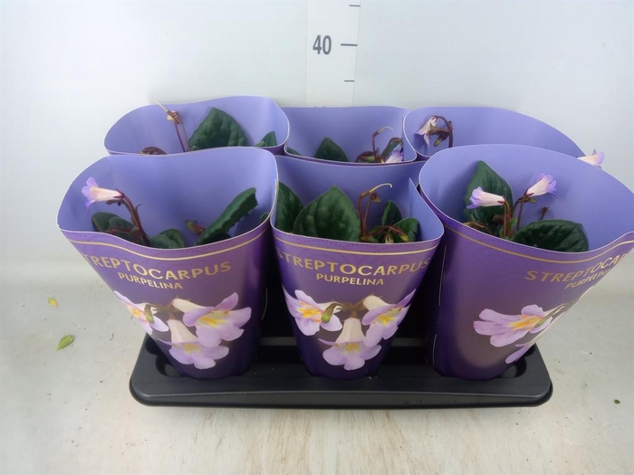 <h4>Primulina dryas 'Purpelina'</h4>