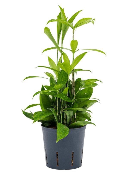 <h4>Dracaena surculosa</h4>