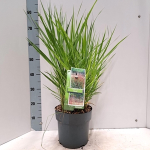 Panicum virgatum Squaw