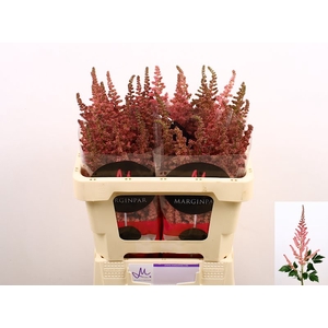 Astilbe Visions Pink Marginpar