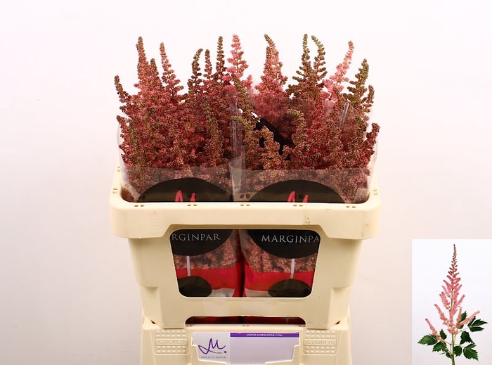 <h4>Astilbe Visions Pink Marginpar</h4>