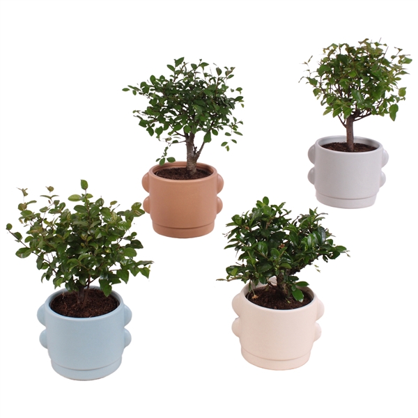 <h4>Bonsai Indoor Mix Ø 9cm Ball Shape in Ø13cm Ceramic SE496</h4>