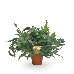 Phlebodium aureum Blue Star