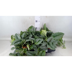 Scindapsus treubii 'Moonlight'