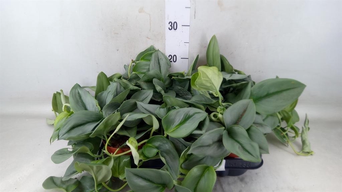 <h4>Scindapsus treubii 'Moonlight'</h4>