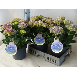 Hydrangea mac.