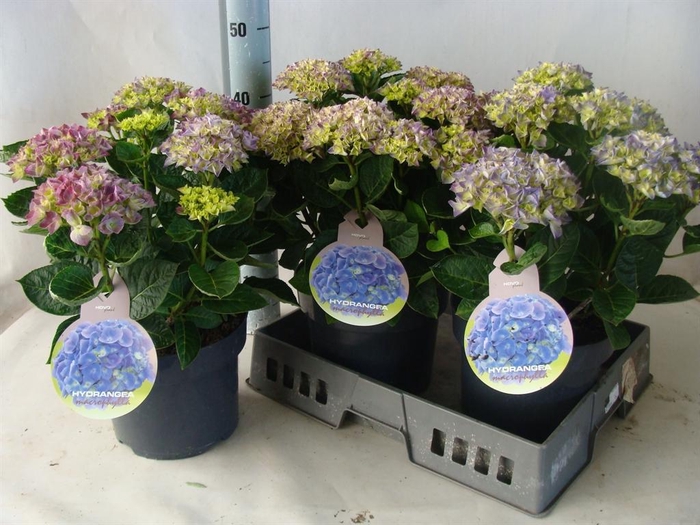<h4>Hydrangea mac.</h4>
