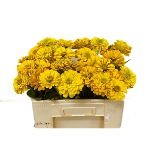 ZINNIA ELEGANS