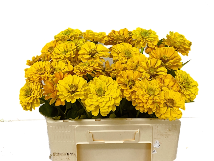 <h4>ZINNIA ELEGANS</h4>
